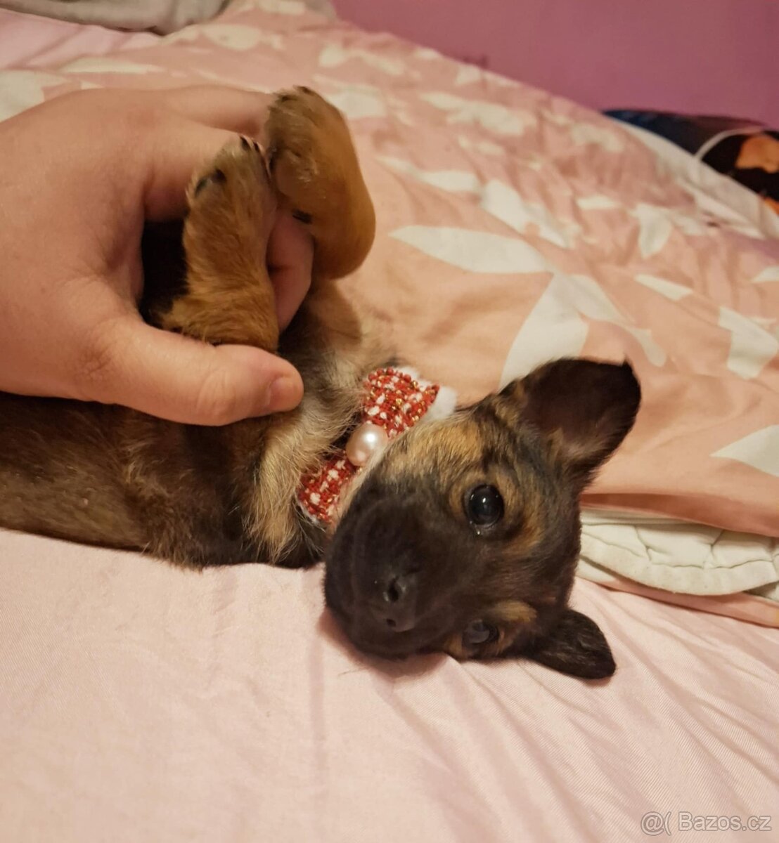 Stěně Čivava X Jezevčík - 3