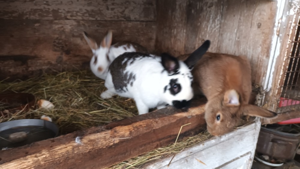 Prodám mladé králíky - 3