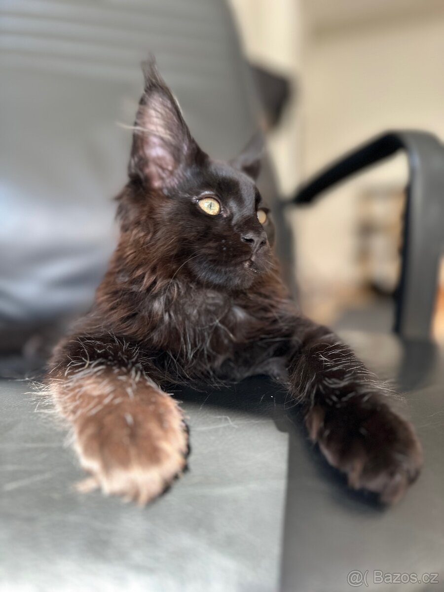 mainska mývalí s pp - 3