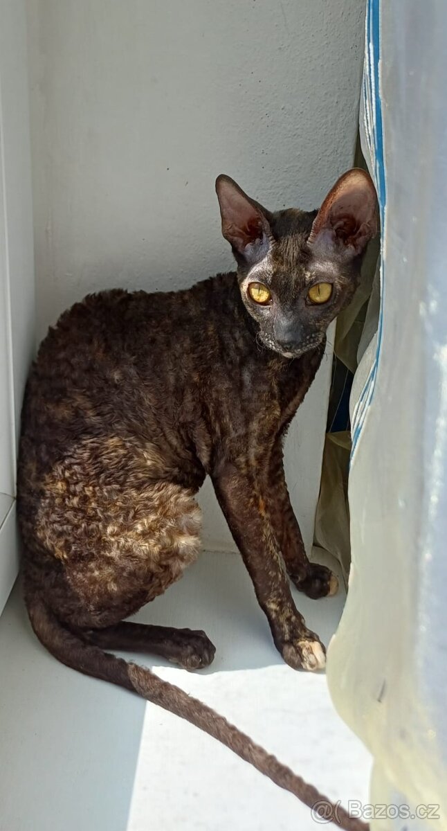 Koťata Cornish Rex s PP - 3