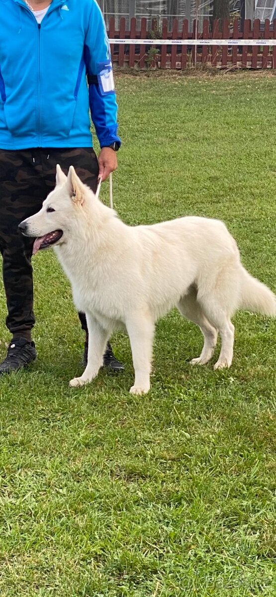 Bílý švýcarský ovčák s PP-uchovnělý - 3
