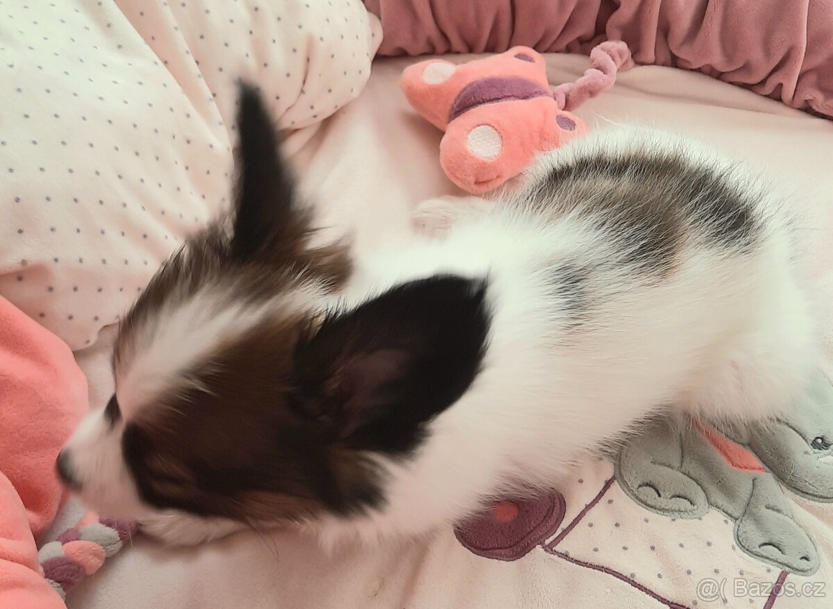 Papillon s PP-pejsek - 3