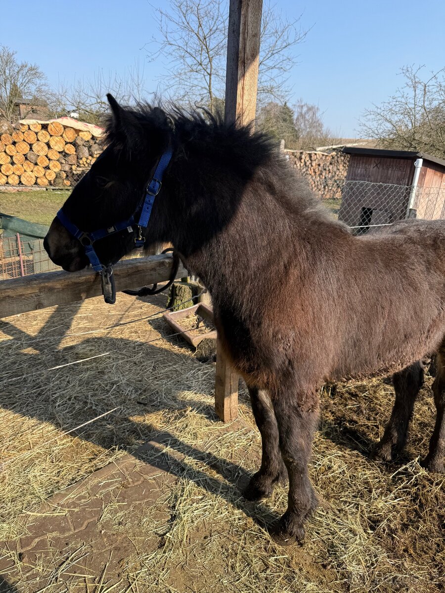 Chladnokrevný hřebeček - 3