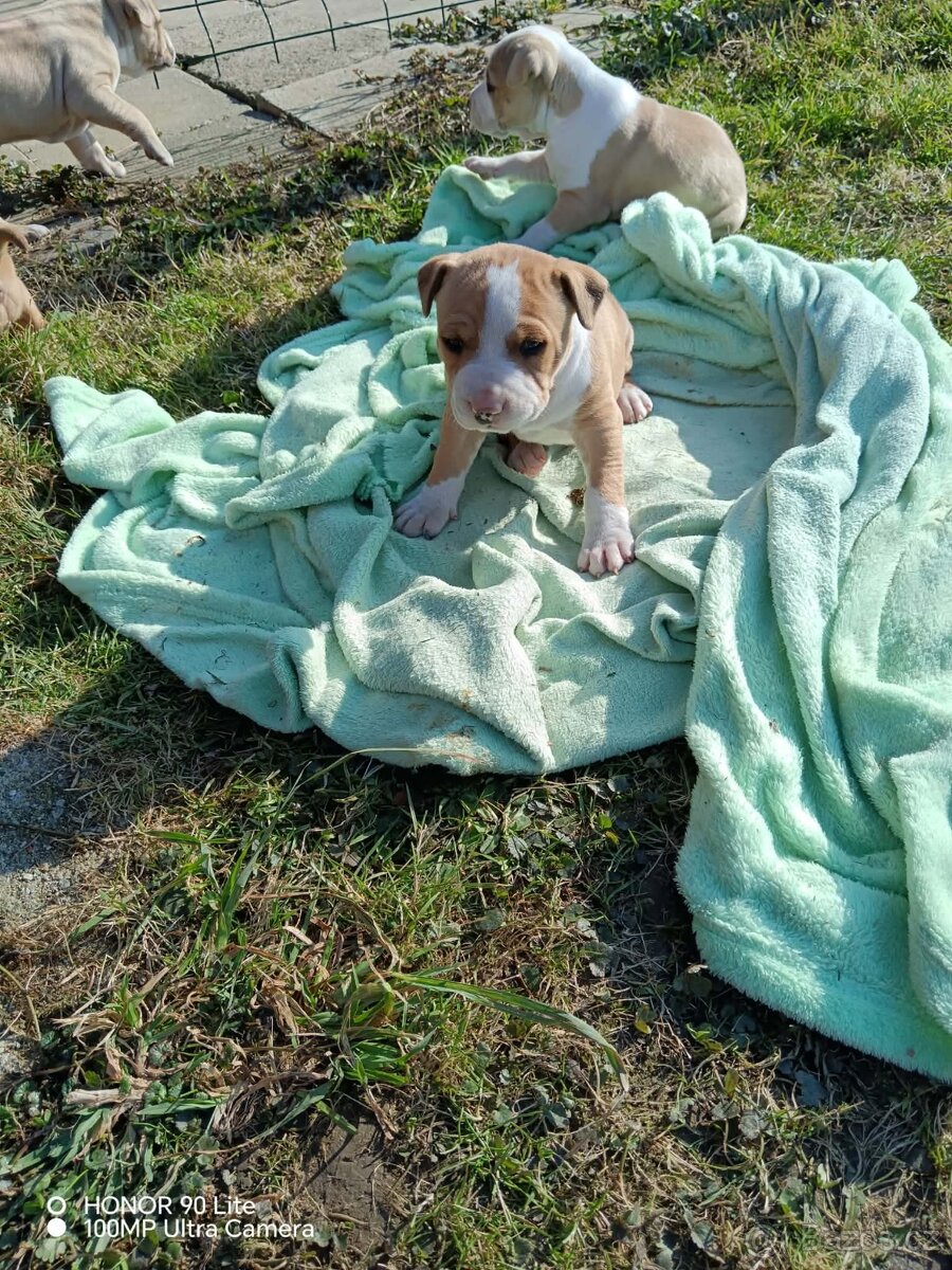 Americký stafordšírský teriér - 3