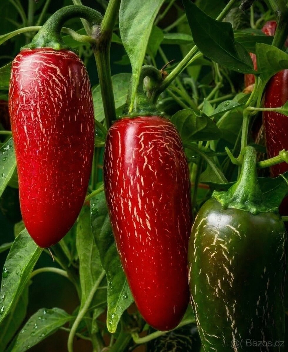 Jalapeno Chichimeca - 3