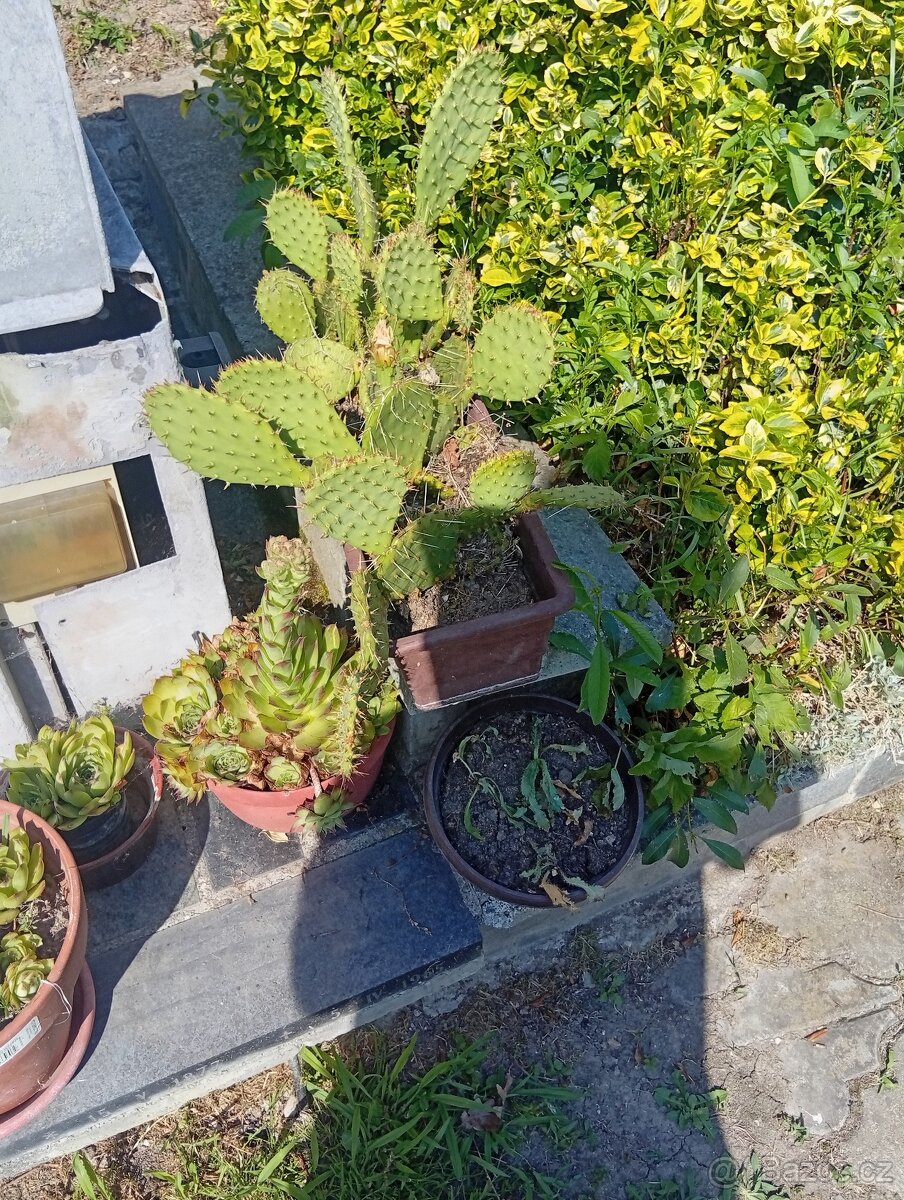Angrešty, selské muškáty,brsleny - 3