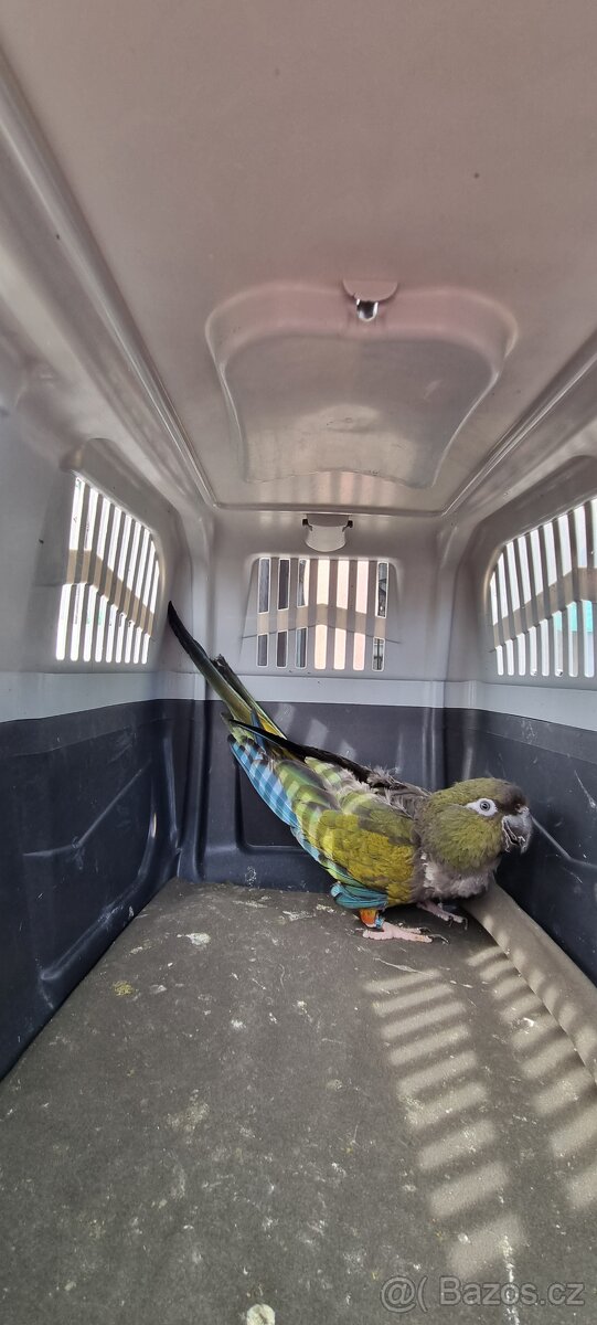 Papoušek patagonský - 3