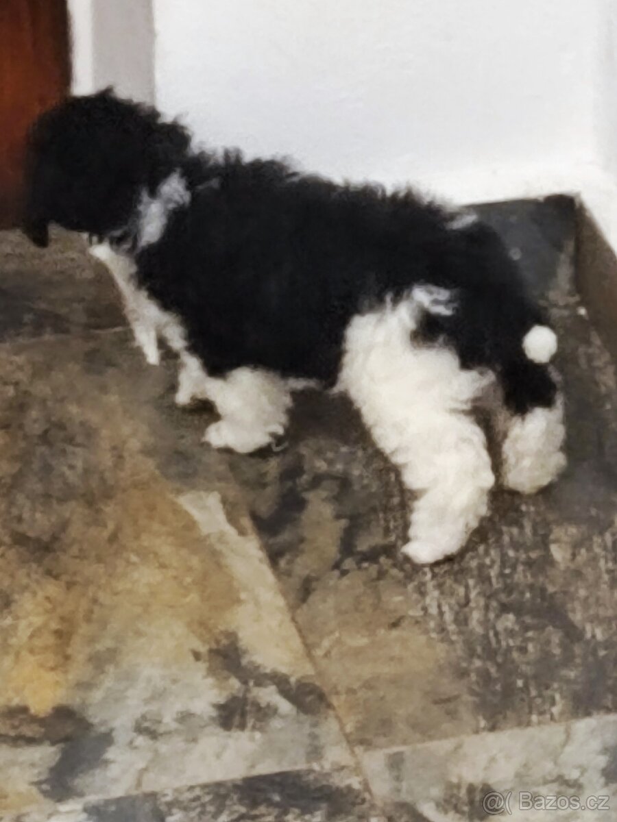 Pudl vícebarevný s P.P.FCI - 3