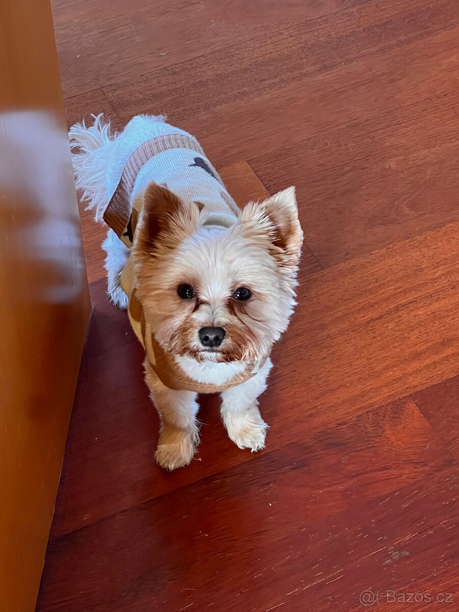 Hledá se psí nevěsta ke krytí - 3