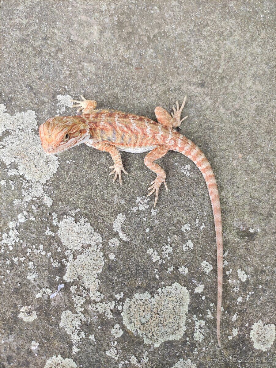 agama vousatá, terárium - 3