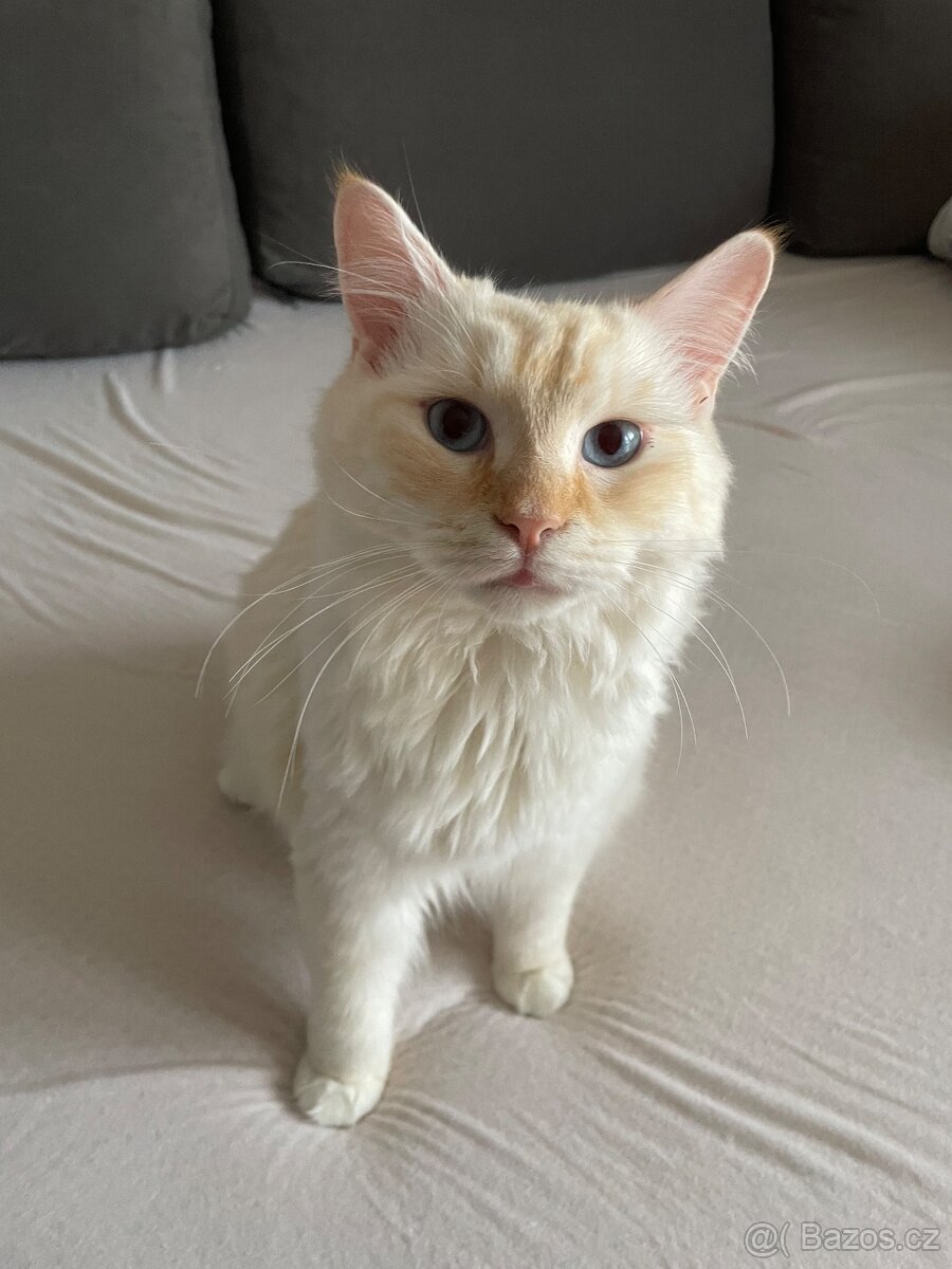 Krytí kocourkem Ragdoll Red Mitted bez PP - 3