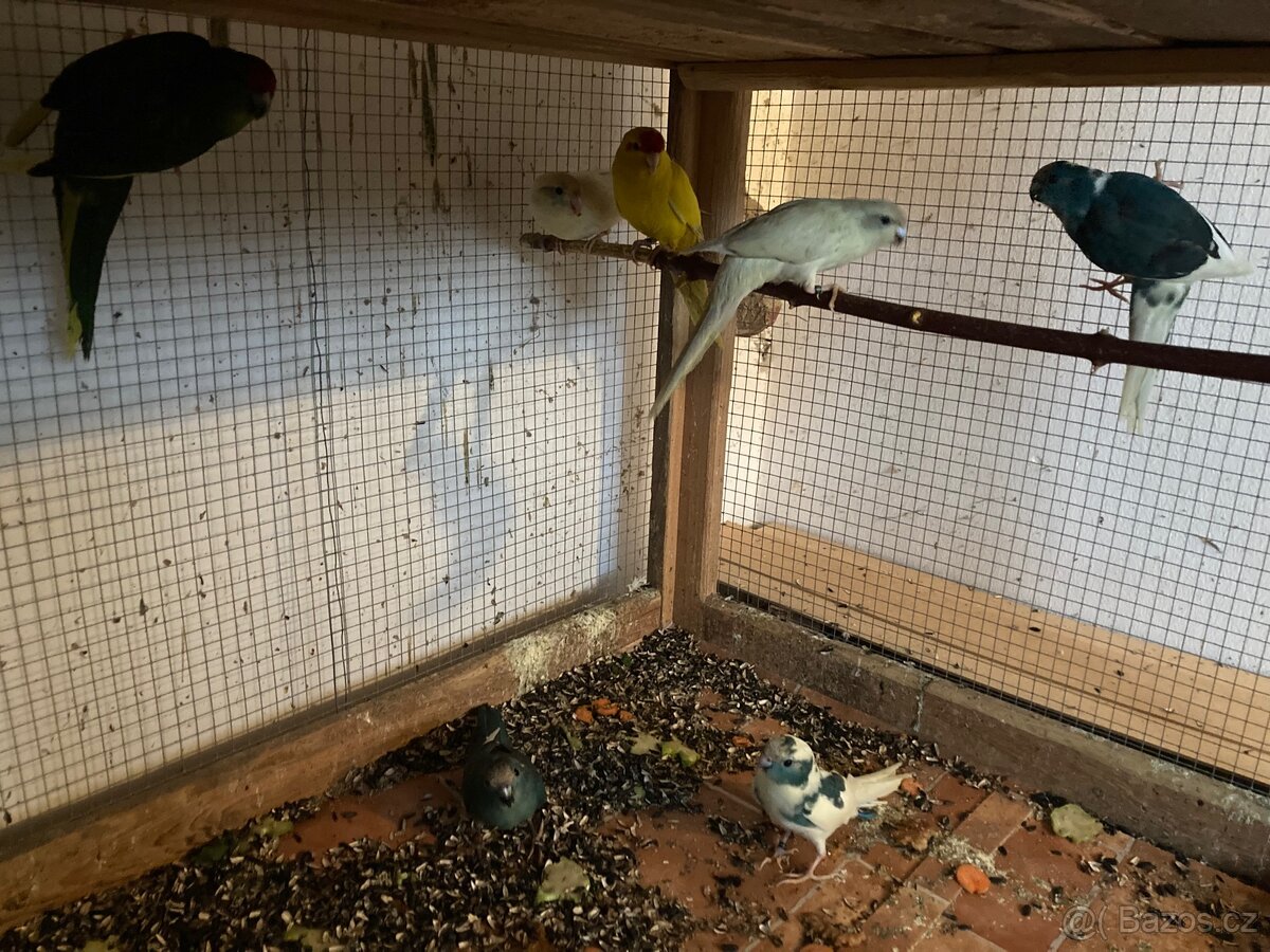 Kakariki červenočelý - 3