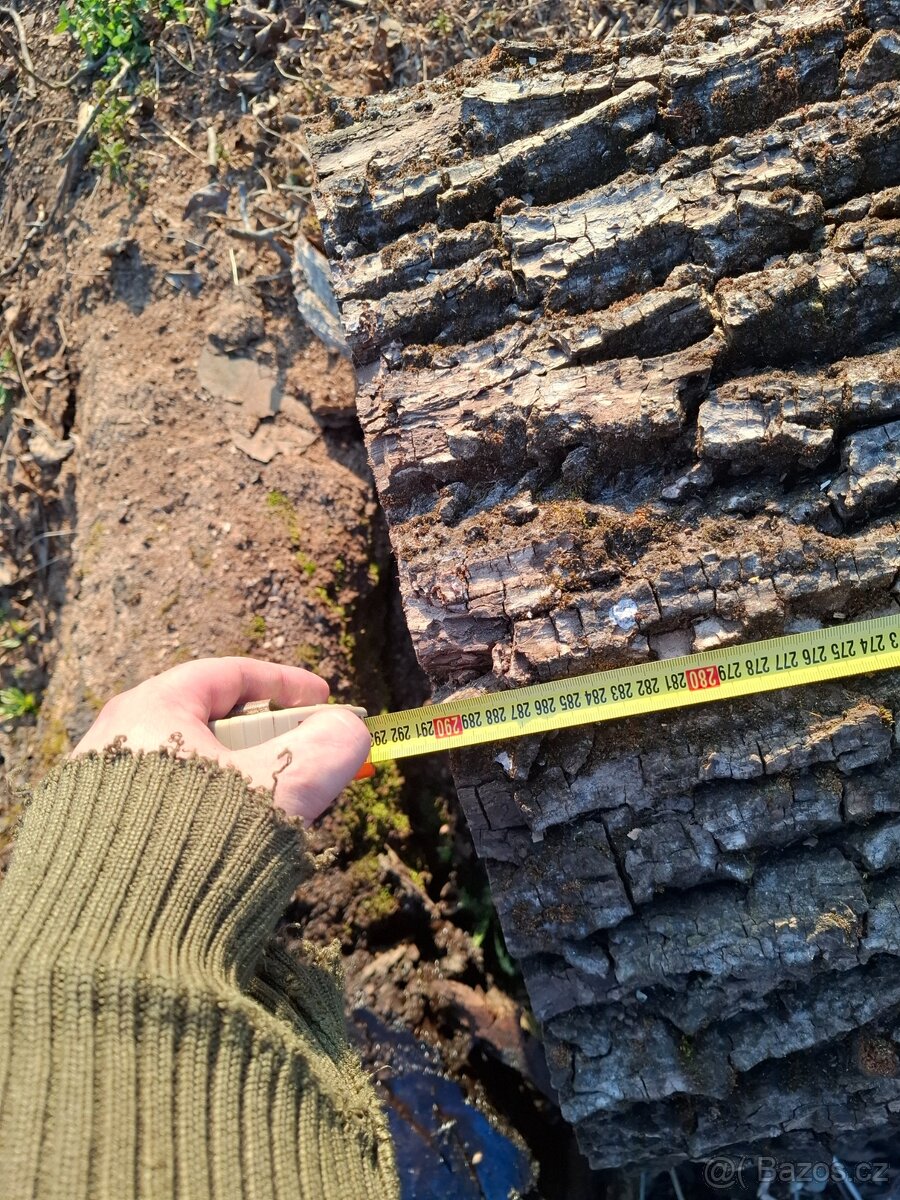 Kmen ořechu průměr 60 - 3