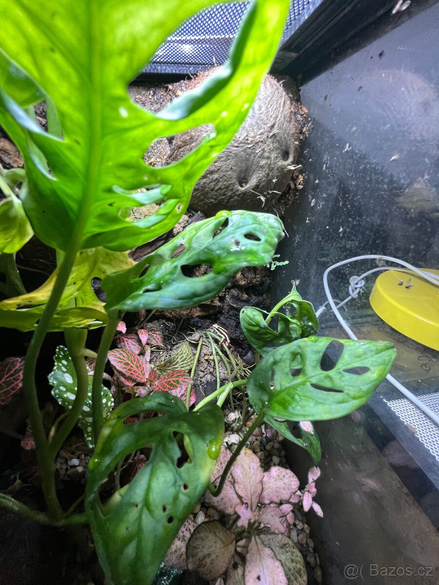 Terarium +pralesničky - 3