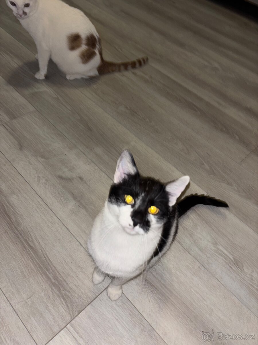 Koťata / Kocouři k adopci ihned k odběru - 3