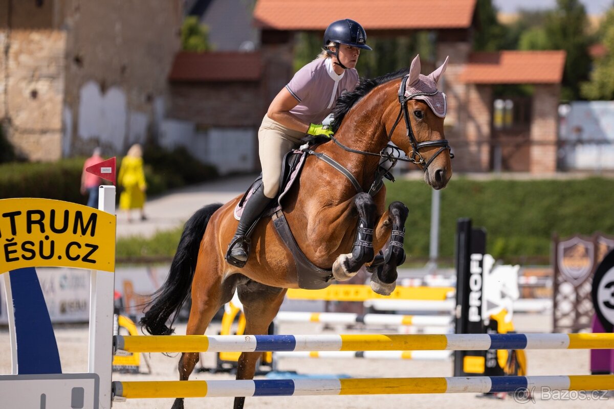 6 letá Westfálská klisna sport,hobby sport, rekreace - 3