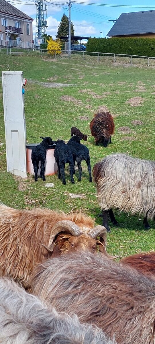 Vřesová ovce / jehničky / beránci - 3