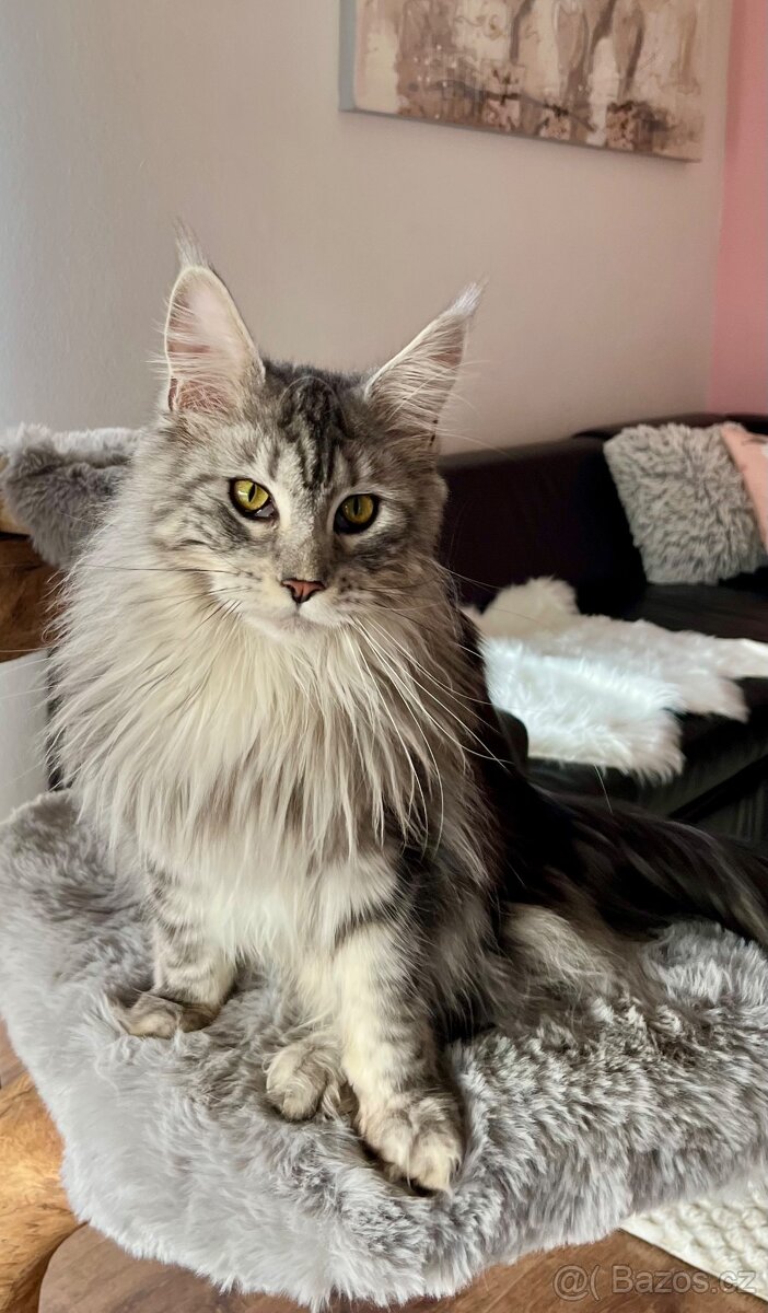 Krásná kočička MCO s PP - 3