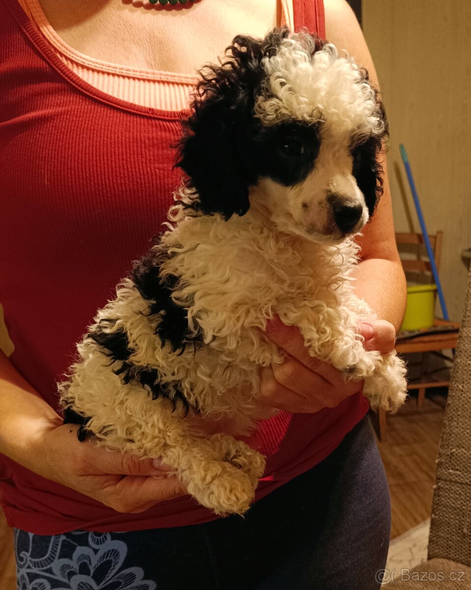 Pudl trpasličí - 3