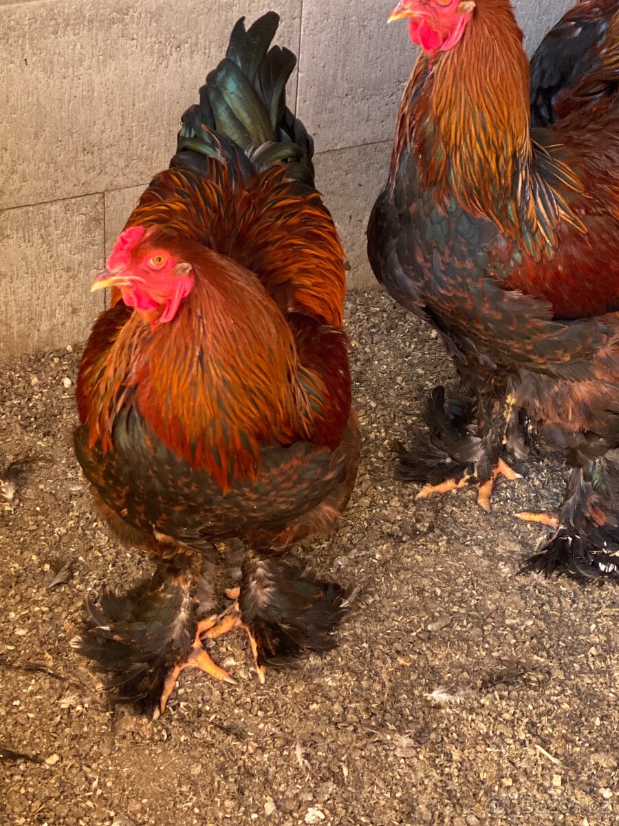 Brahmanka Velká - 3