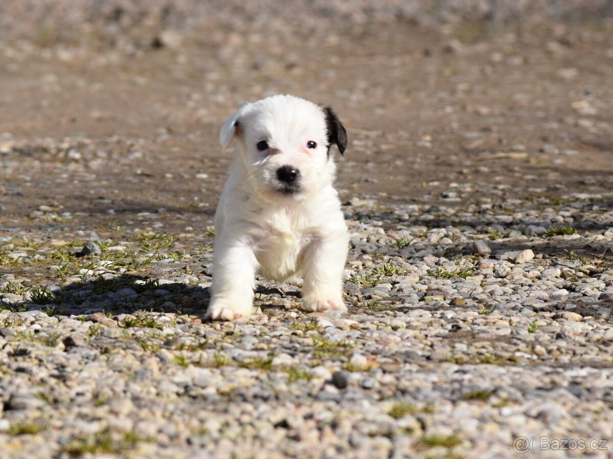 Jack Russel teriér s PP, vrh X - 3