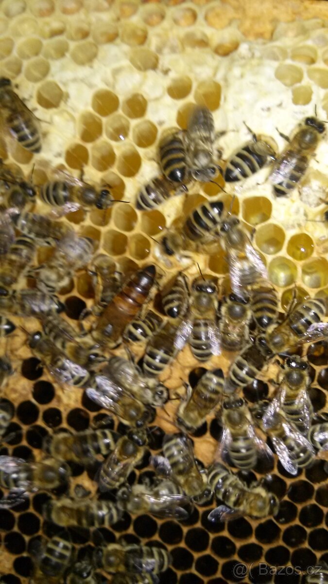 Včelí oddělky - 3