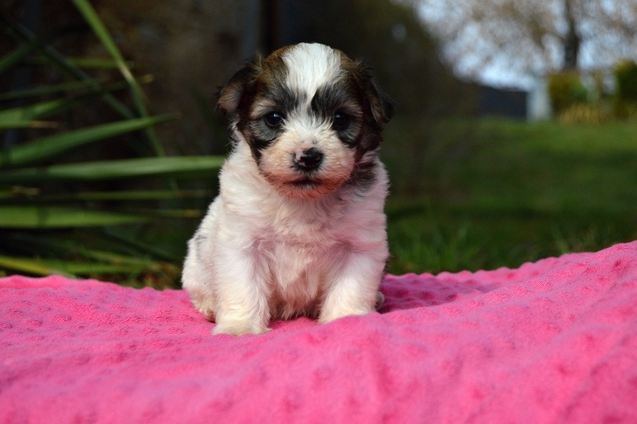 Havanský psík s PP - 3