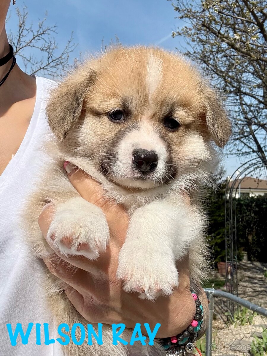 Welsh corgi pembroke s PP. - 3