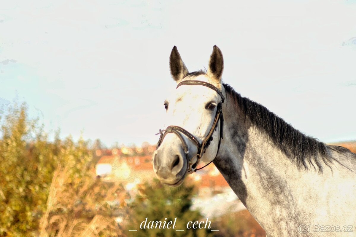 Prodám klisnu cs 6 let - 3