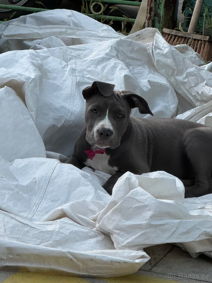 Americký staford - 3