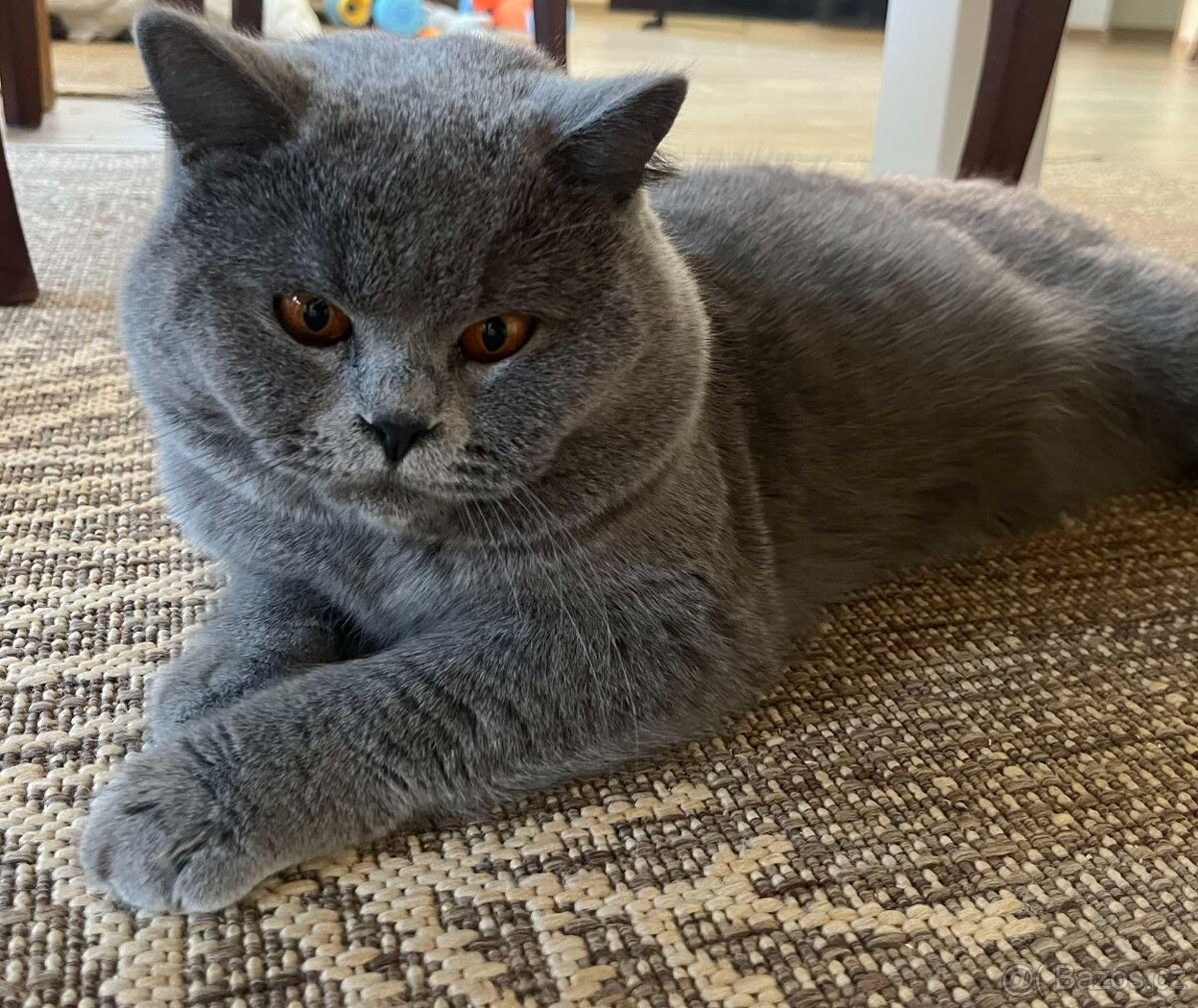 Britský modrý kocour - 3