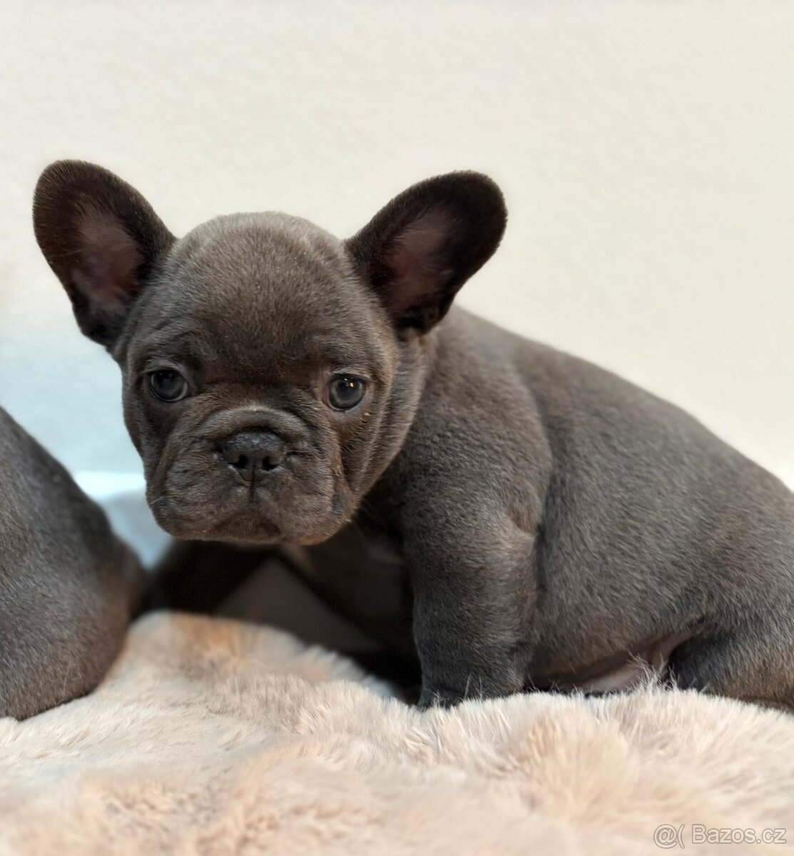 Francouzsky buldoček - 3