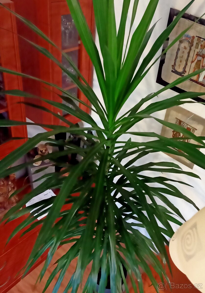 Prodám pokojovou Juku - 3