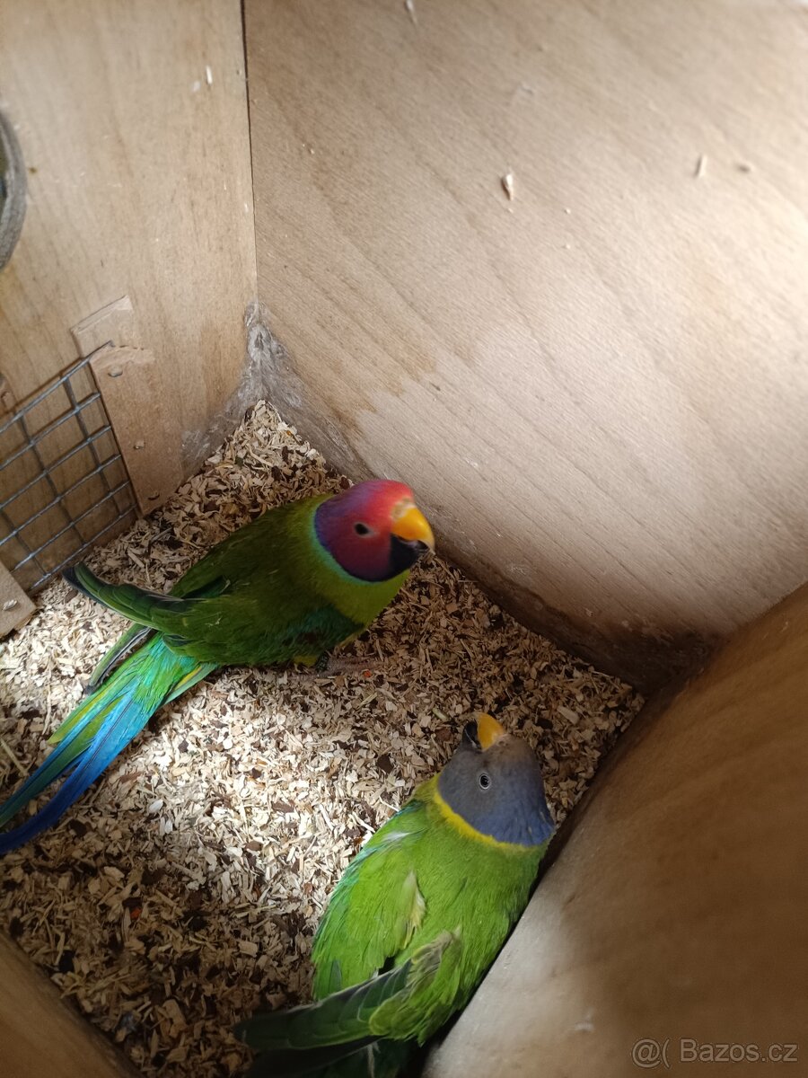 Alexandr rudohlavý - 3