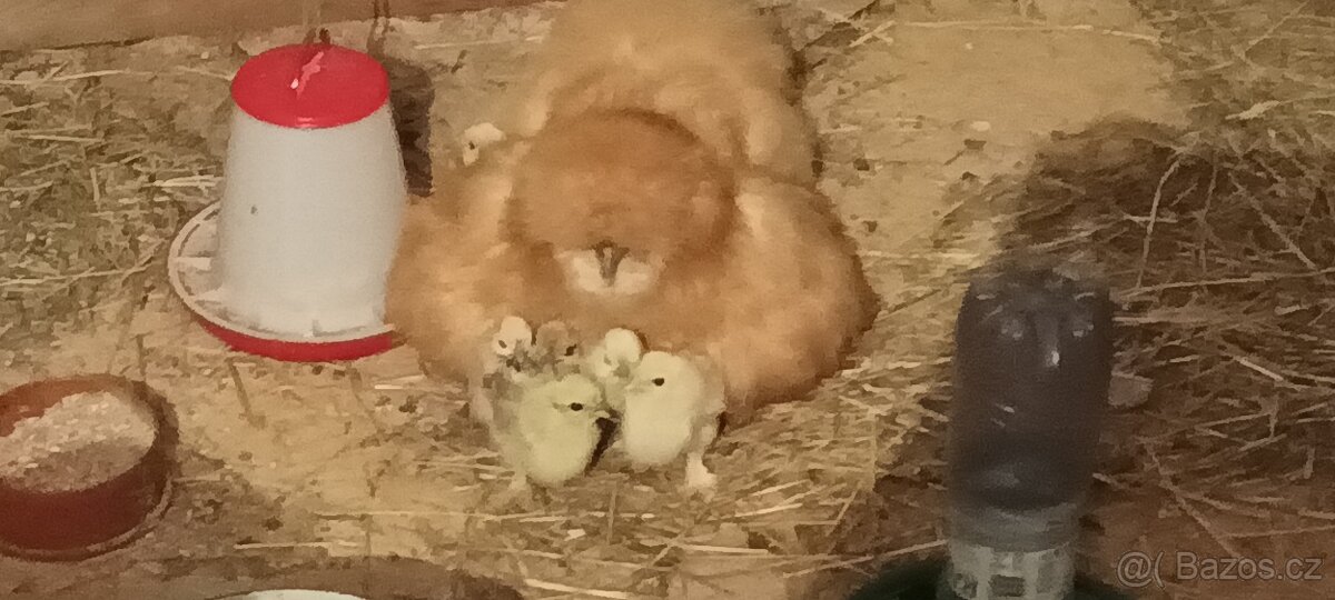 Hedvabnička nasadova vejce - 3