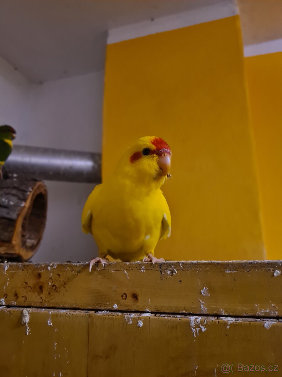 Kakariki rudočelý mláďata - 3