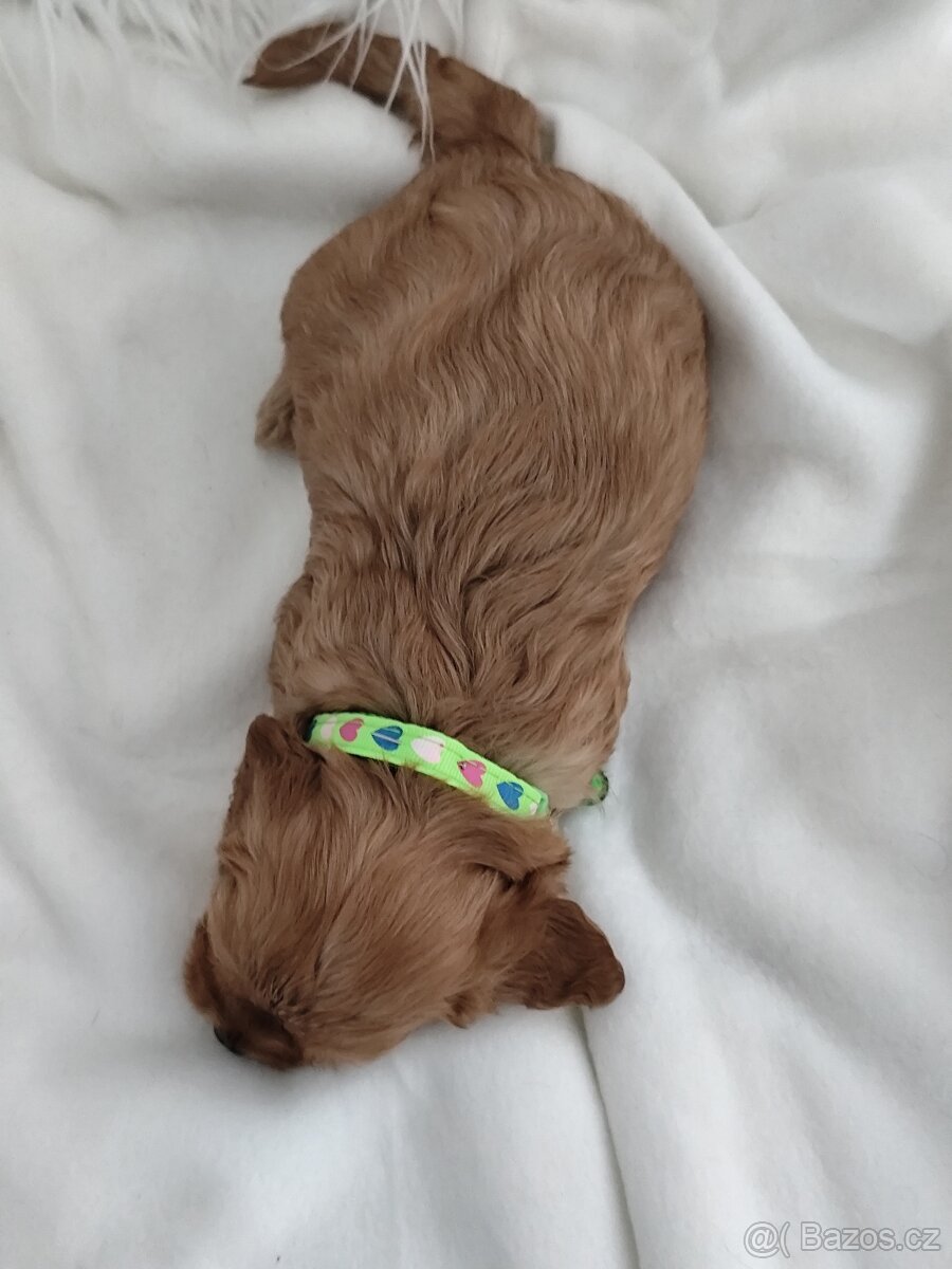 Cavapoo - 3