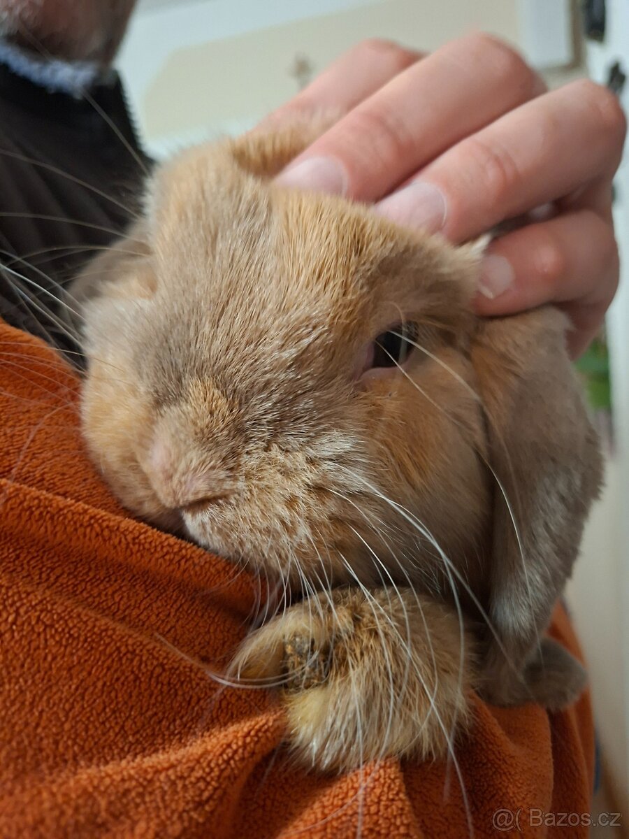 Kraličci Mini Lop - 3