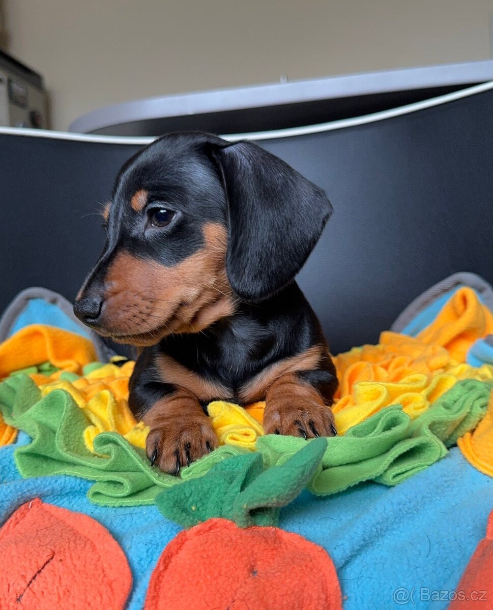 Jezevčík trpasličí - 3