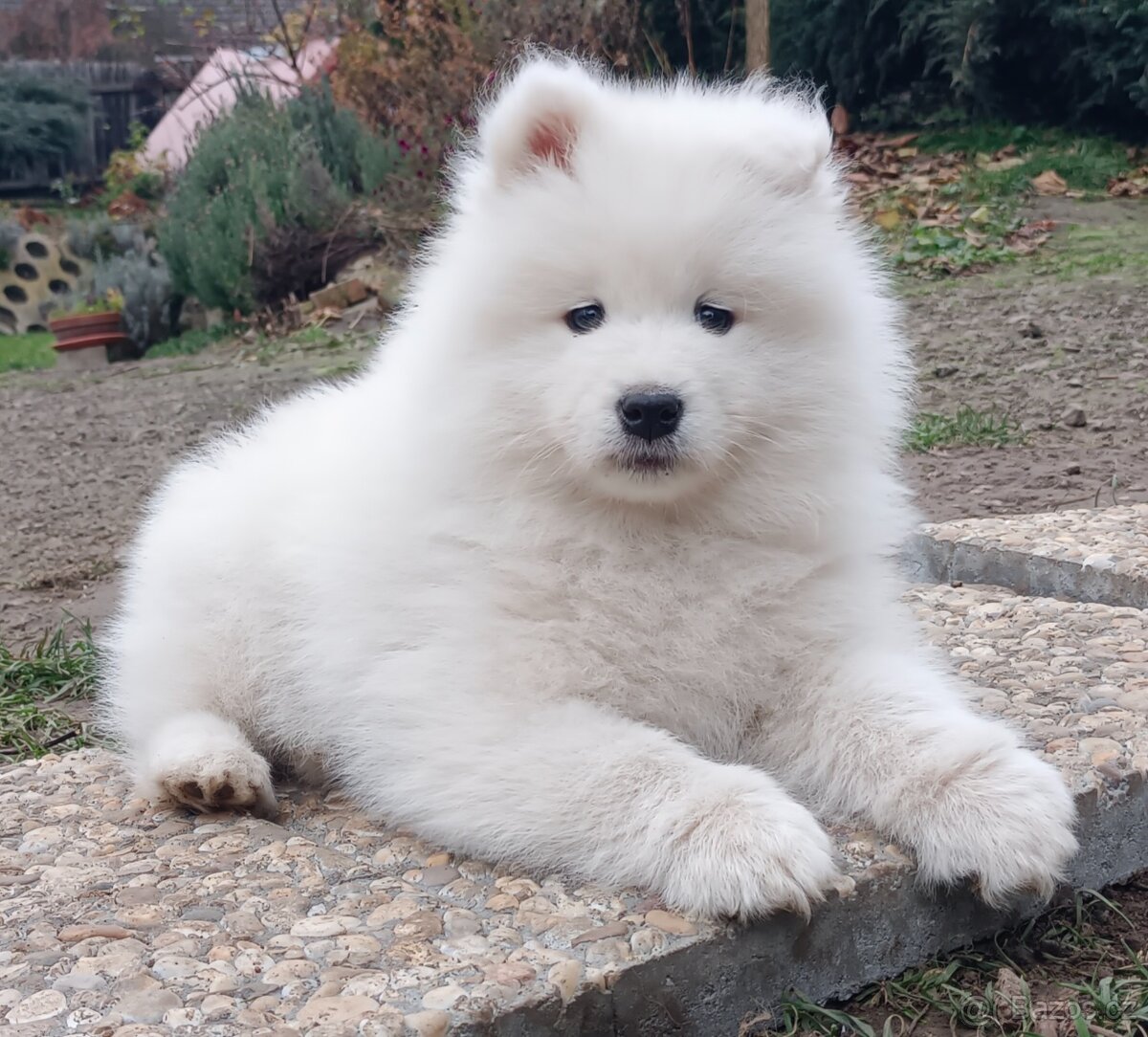 Štěňátka samojeda s PP - 3