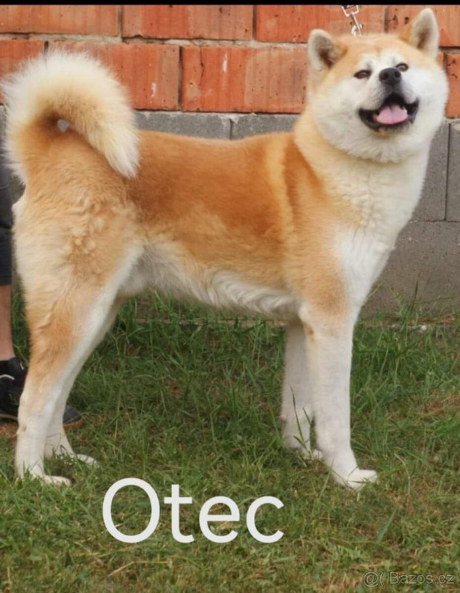 Akita inu - 3