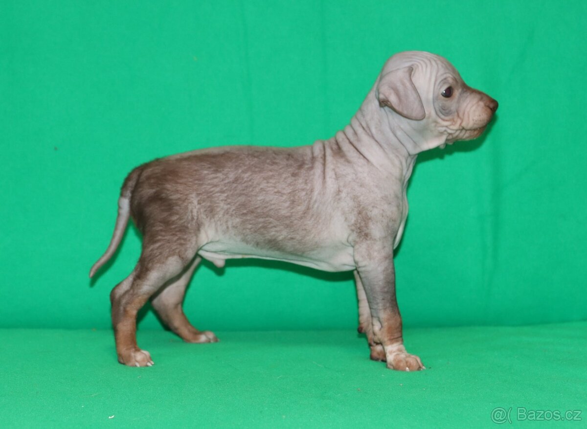 Pejsek Amerického bezsrstého teriéra s PP FCI - 3