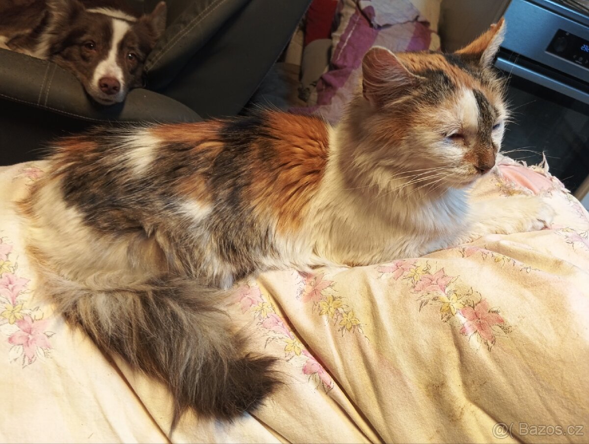 Mainská mývalí, kočička - 3