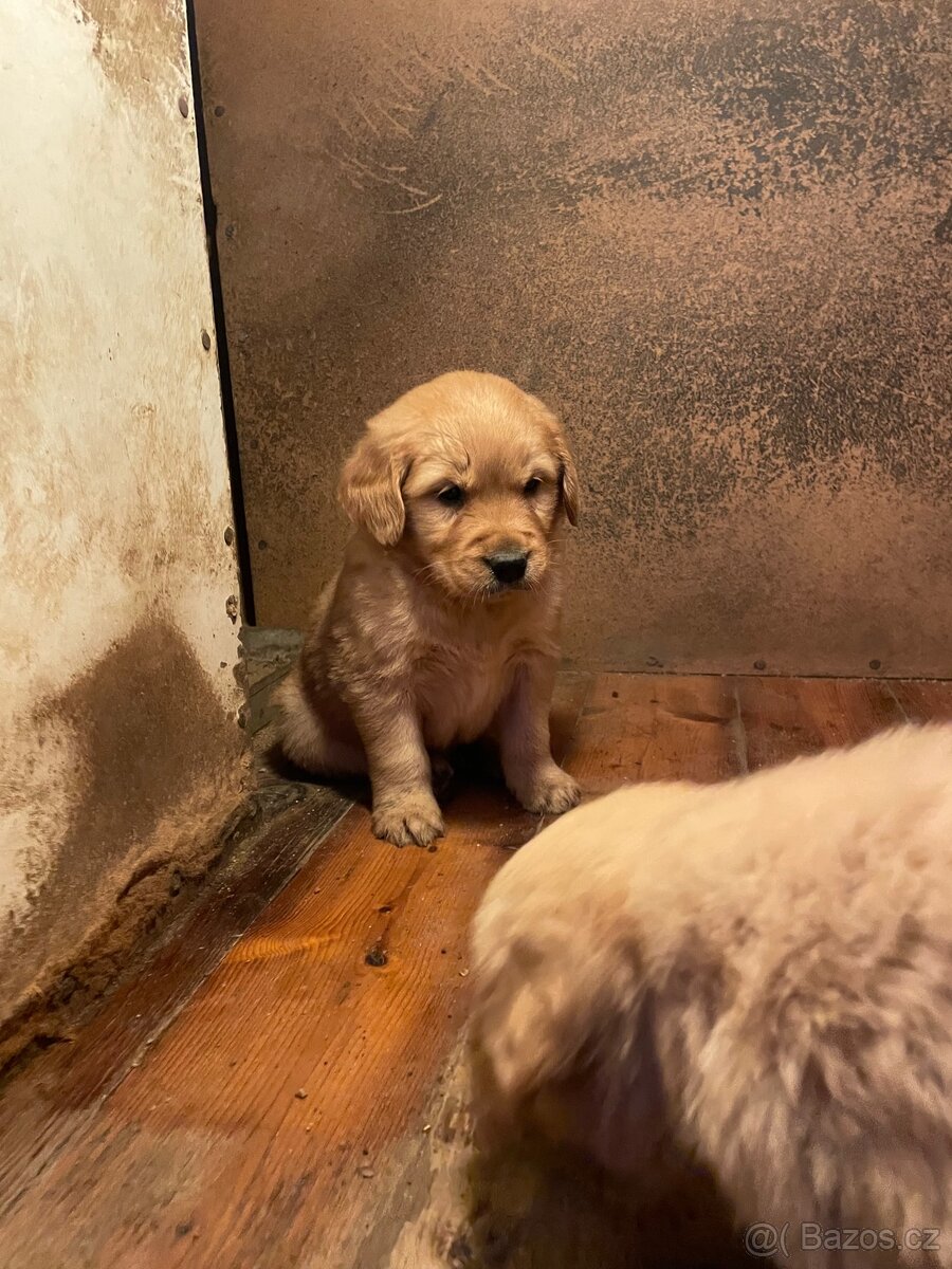 štěňátka zlatého retrívra - 3