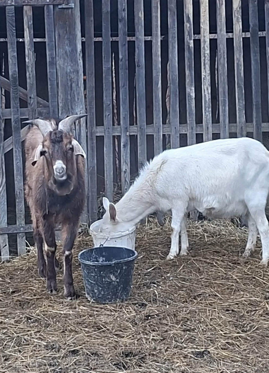 Anglonubijský kozel - 3