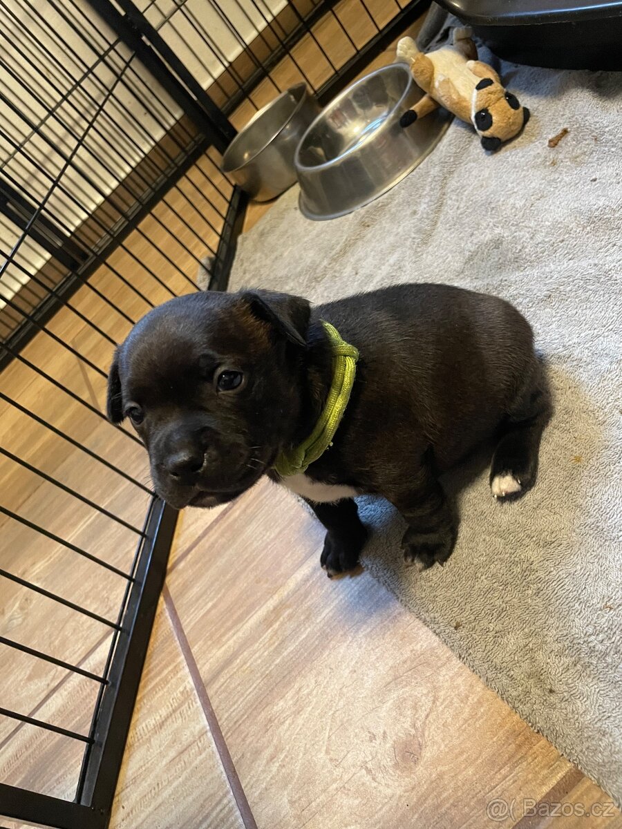 Stafordširsky bulteriér s pp - 3