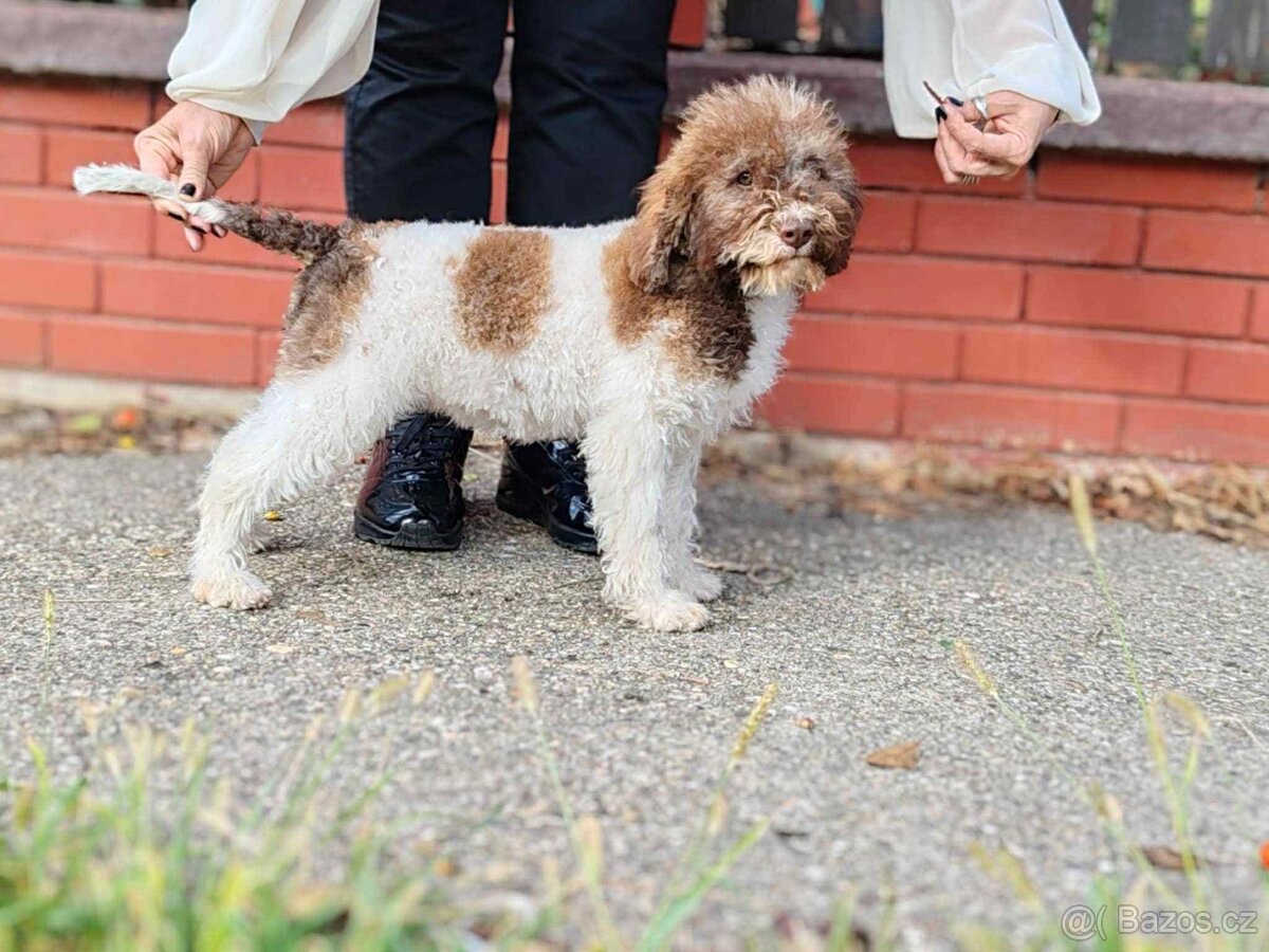Šteňátka Lagotto Romagnolo - 3