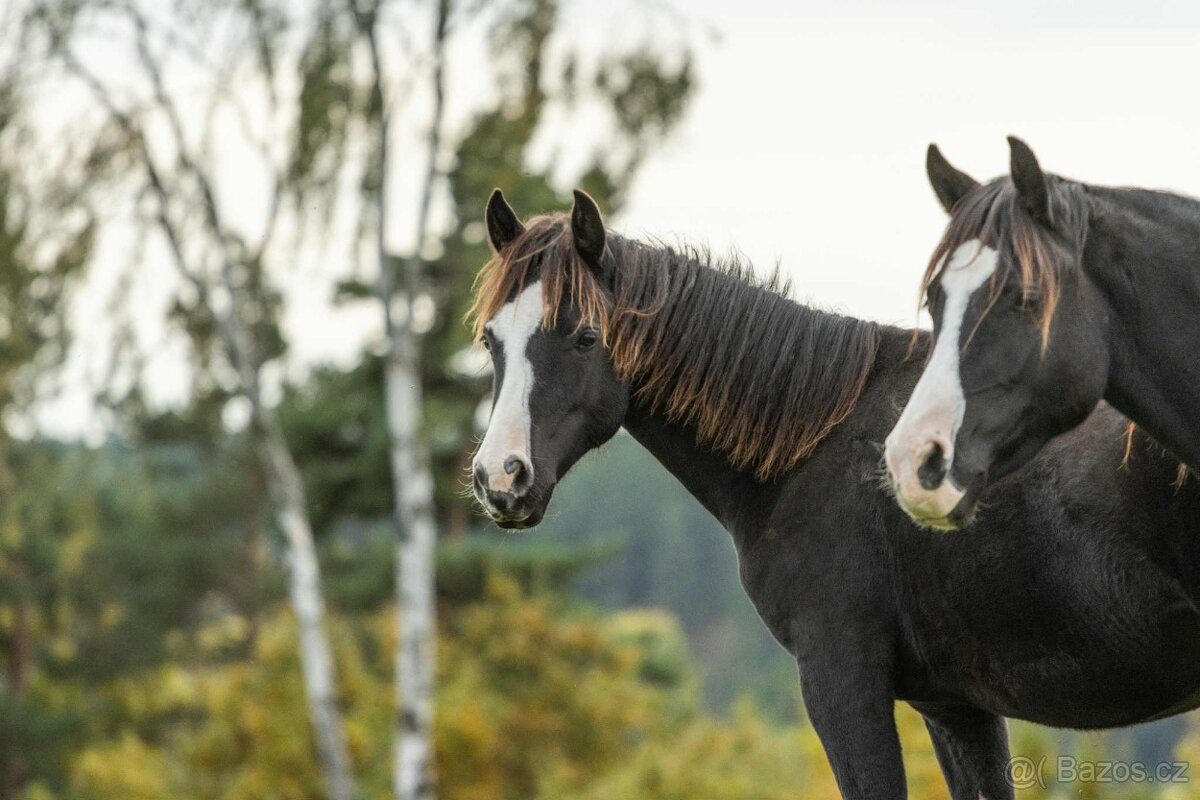 Welsh Cob klisna - 1,5 roku - 3