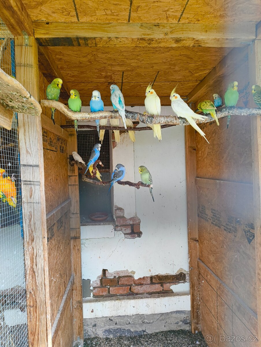 Prodám letošní mláďata korel a andulek - 3