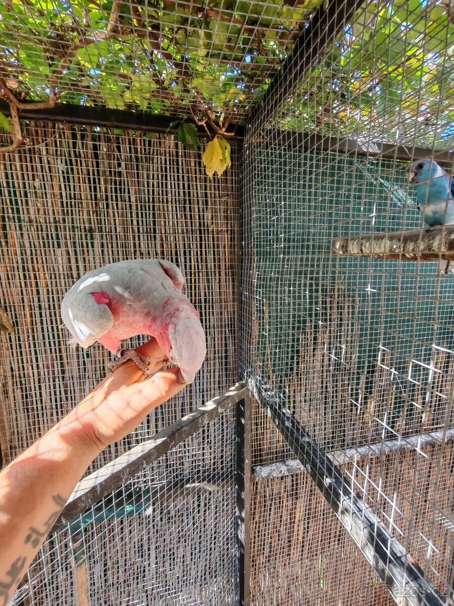 Kakadu růžový - 3